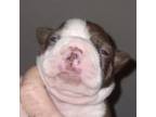Boston Terrier Puppy for sale in Florence, AZ, USA