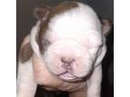 Boston Terrier Puppy for sale in Florence, AZ, USA