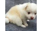 Mutt Puppy for sale in Fredericksburg, TX, USA