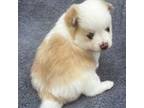 Mutt Puppy for sale in Fredericksburg, TX, USA