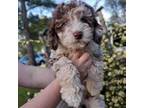 Mutt Puppy for sale in Wills Point, TX, USA