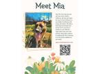 Adopt Mia a German Shepherd Dog