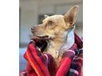 Adopt Pomelo a Mixed Breed
