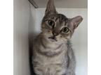 Adopt Sushi Brown a Domestic Short Hair