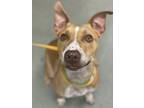 Adopt Bailey a Terrier, Mixed Breed