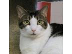 Adopt Cassidy a Domestic Short Hair