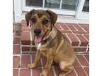 Adopt Mini a Cane Corso, Australian Shepherd