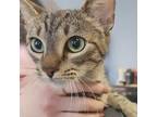 Adopt Trixie--Bonded Buddy With Gizmo a Domestic Short Hair