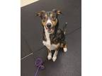 Adopt Darlin 41152 a Siberian Husky, Border Collie