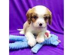 Cavalier King Charles Spaniel Puppy for sale in Edinburg, TX, USA