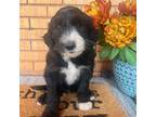 Mutt Puppy for sale in Guthrie, OK, USA