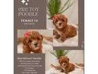 CKC Red Abstract Toy Poodle