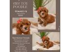 CKC Red Abstract Toy Poodle