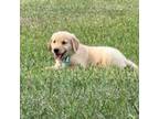 AKC Golden Retriever