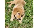 Golden Retriever Puppy for sale in Gatesville, TX, USA