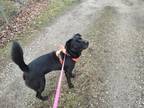 Adopt Ophelia a Labrador Retriever