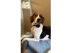 Adopt Maggie a Coonhound, Mixed Breed