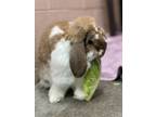 Adopt Rosie a American Fuzzy Lop