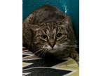 Adopt Dahlia a Domestic Short Hair