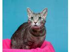 Adopt Selina a Domestic Short Hair, Tabby