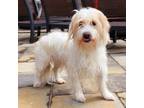 Adopt Snowball a Terrier, Mixed Breed