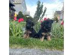 German Shepherd Puppies for Sale