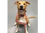 Adopt NOELLE a Labrador Retriever, Mixed Breed