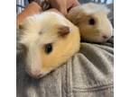 Adopt Star bonded to Butter a Guinea Pig