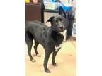 Adopt KEY WEST a Mixed Breed