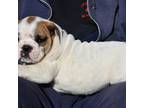 Valley Bulldog Puppy for sale in Troy, NC, USA