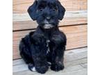Schnauzer (Miniature) Puppy for sale in Parsons, TN, USA
