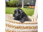 Maltipoo Puppy for sale in Yucaipa, CA, USA
