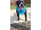 Adopt Mai a Pit Bull Terrier, Mixed Breed