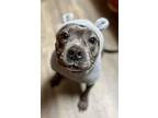 Adopt Millie a American Staffordshire Terrier, Mixed Breed