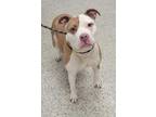 Adopt Rizzo a Pit Bull Terrier, Mixed Breed
