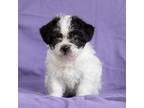 Adopt Dora Pup - Val a Jack Russell Terrier, Lhasa Apso
