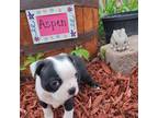 Boston Terrier Puppy for sale in Brighton, CO, USA
