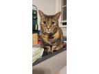 Adopt Riley a Domestic Short Hair