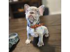 Orion - Exotic Frenchie