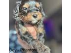 Aussiedoodle Puppy for sale in Pleasant Hill, CA, USA