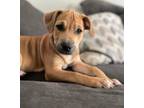 Adopt Beatrice a Terrier, Mixed Breed