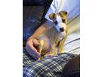 Adopt Gypsy a Toy Fox Terrier, Mixed Breed