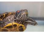 Adopt Mimi a Red-Eared Slider