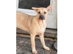 Adopt Punkin (Lone Star Litter) a Shepherd, Labrador Retriever