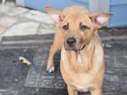 Adopt Sissy (Lone Star Litter) a Shepherd, Labrador Retriever