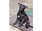 Adopt Shadow (Lone Star Litter) a Shepherd, Labrador Retriever