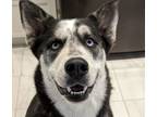 Adopt MOKA a Husky