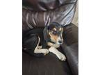 Adopt Ritzy a Beagle, Mixed Breed