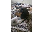 Adopt Rookie a Beagle, Mixed Breed