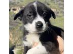Adopt Remi a Border Collie, Rottweiler